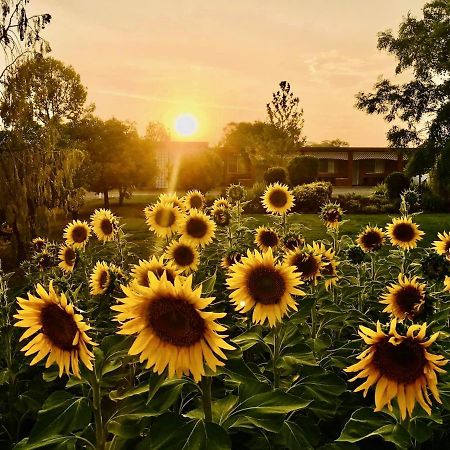 Quirindi Sunflower Motor Inn Eksteriør billede