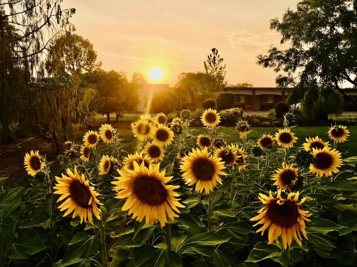 Quirindi Sunflower Motor Inn Eksteriør billede